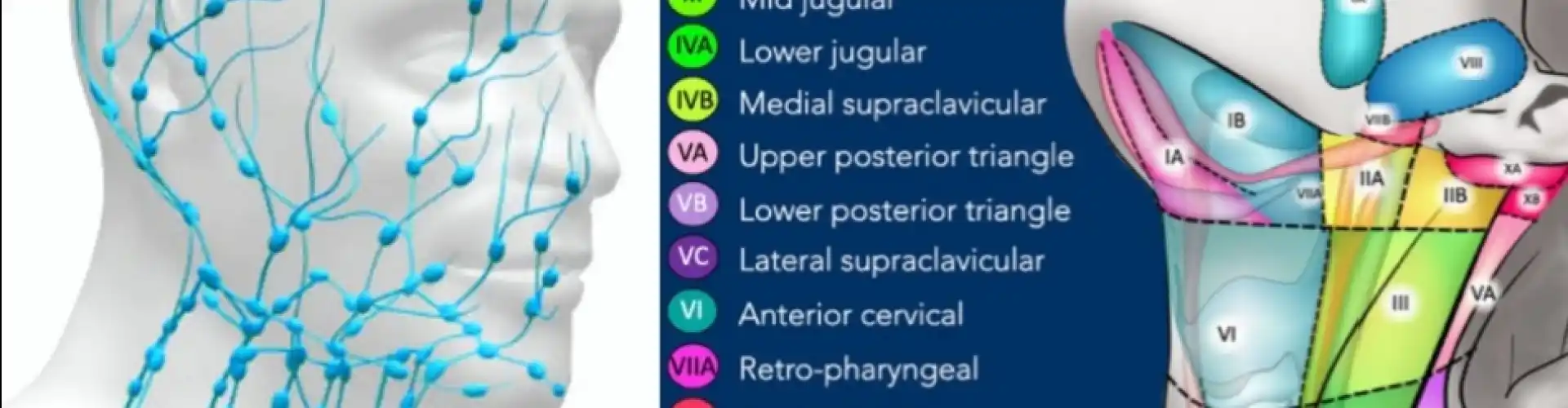 Manual Lymphatic Drainage Head and Neck 